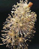 Black Cohosh Herbal Capsules