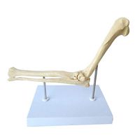 LXX Dog Elbow Joint Model Canine Bone Animal Skeleton Anatomical Model Bone Veterinary Medical Students Teaching Demonstration