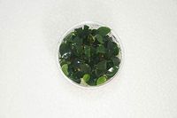 Mint Leaf Piptospatha ridleyi Tissue Culture Cup L976