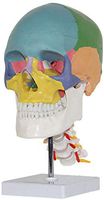 LXX Anatomical Human Skull Model - Human Skull with Cervical Vertebra Model Anatomical Colored Skull Model - for Medical Educational Training Aid,Lab Supplies