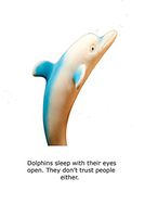 Blank Notecard - Dolphins Sleeping