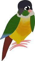 HZ Graphics Marley - Yellow Sided Green Cheek Conure Vinyl Decal Wall Laptop Bumper Sticker 5"