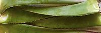 RAGARDEN Aloe Vera, XXL Three (3) Leaves. Each Mature Leaf is 24"(+) Long and 2lb(+) Weight. 100% Pure & Eco Clean. Grown in Nevada, USA
