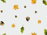 NW Printed Cello Roll - 30in. X 100 Feet Per Roll - Woodland Design - 3 Rolls