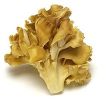 Maitake Mushroom Botanical Extract 8 Oz
