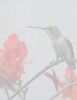 Humming Bird Stationery Printer Paper 26 Sheets