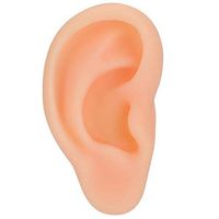 Duevin Professional Simulated Ear Model Acupuncture Practice Massage Teaching Tool(Right)