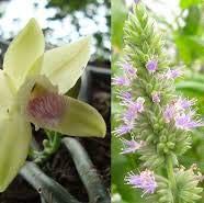 Natural Massage Oil ~ Vanilla Passion ~ Vanilla/Patchouli