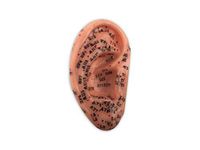 Human Ear Model with Acupuncture Points (8.5 inch (21.6cm))