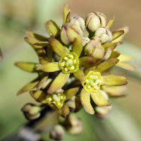 Napiers Caulophyllum Thalictroides - Blue Cohosh Root - Natural Herbal Supplement for Child Birth and Menstruation - 500g