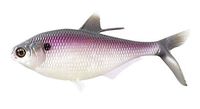 13 Fishing BAMF Shad Purple Shad