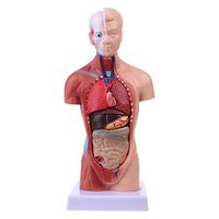 Jiulonerst-Human Torso Body Model Anatomy Anatomical Medical Internal Organs for School Teaching