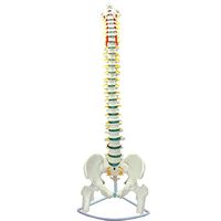 LXX 1:1 Life Size Spine Model Flexible Didactic Spinal Column Human Spine with Pelvis and Femur Model Medical Educational Training Aid