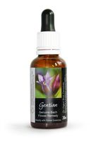 Gentian Bach Flower Remedy Large 30ml. Genuine Traditionally Made Essence