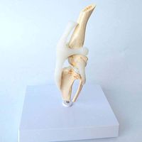 LXX Dog Knee Joint Model Canine Skeleton Mode with Ligament - PVC Material Canine Knee Model Veterinary Medical Students Teaching Demonstration,Medical Educational Training Aid
