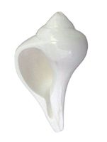 IndianStore4All 3.5 To 4 Inches Approx Laxmi Shankh - Dakshinavarti Non-Blowable White Conch Shell Smuth Polish Shankh