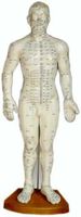 Acupuncture Human Body Model - Male 50cm