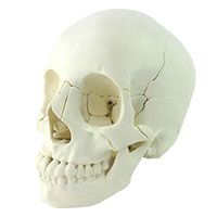 LXX Human Adult Skull Anatomical Model - 22 Part - Removable Skull Cap - Shows Most Major Foramen, Fossa, and Canals - Medical Educational Training Aid