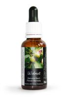 Walnut Bach Flower Remedy Large 30ml. Genuine Traditionally Made Essence