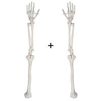 LXX Human Arm Skeleton Model - 1:1 Life Size Upper Limb Bone Anatomical Model - PVC Material Arm Skeleton Structure Anatomy Teaching Aids