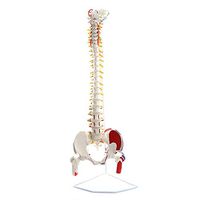 LXX 83CM Classic Flexible Spine Model with Femur Heads and Painted Muscles, Flexible, Life Size, Stand Included