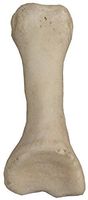 Real Human Finger Bones - Intermediate Phalange (Natural Bone)