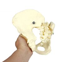 LXX Female Pelvis Skeleton Bone Model - 1:1 Life Size Shapes Short and Broad Adult Pelvis Anatomical Model - School Supplies Medical Teaching Training Aid