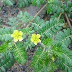 Puncture Vine Powder - Wildcrafted - Tribulus terrestris (454g = One Pound) Brand: Herbies Herbs