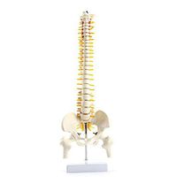 LXX Mini 45CM Tall Anatomical Human Spine Model Skeleton Large Vertebrae Intervertebral Disc Nerve Cervical Thoracicvertebral Pelvis Model Skeleton Collectibles