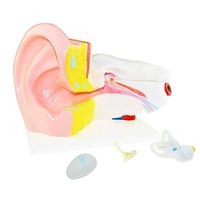 LXX Human Ear Anatomical Model,Human Anatomy Science Models-6 Times Larger Human Body Organ Anatomy PVC Plastic Medical Teaching Aid Tool,Biology Science and Educational Instrument