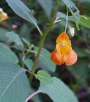 Jewel Weed, Cut&Sifted - Wildcrafted - Impatiens bilfora (454g = One Pound) Brand: Herbies Herbs