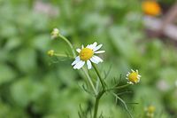 1 Starter Potted Plant of Matricaria chamomila, German Chamomile