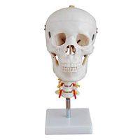 LXX Human Head Skull with Cervical Vertebrae - Life Size Removable Skull Cap Learning Anatomical,Human Medical Anatomy Adult Head Bone for Medical Educational Training Aid