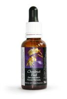 Chestnut Bud Bach Flower Remedy Large 30ml. Genuine Traditionally Made Essence