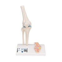3B Scientific A85/1 Mini Knee Joint w/ cross sec of bone on base - 3B Smart Anatomy
