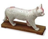 Veterinary Acupuncture Animal Model (Cat)