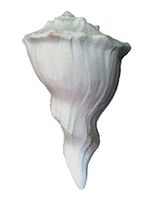 Indianstore4All Certified Dakshinavarti White Shankh Natural 7 to 8 Inches Approx