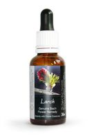 Larch Bach Flower Remedy Large 30ml. Genuine Traditionally Made Essence