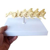 LXX Dog Lumbar Vertebrae Model Animal Skeleton Anatomical Mode Dog Bone Vertebral Teaching Model Veterinary Teaching Demonstration for Medical Students