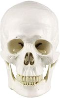 LXX Adult Medical Anatomical Human Skull Model - 3 Parts - Life Sized Human Mold Includes Full Set of Teeth Skull Skeleton Model Educational Training Aid