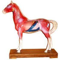 Veterinary Acupuncture Animal Model (Horse)