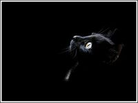 A SLICE IN TIME Package of Four (4) The Little Black Kitten Cat Autumn Fall Scenic Scenery Halloween Stationery Notecard Notecards with Envelopes