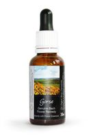 Gorse Bach Flower Remedy Large 30ml. Genuine Traditionally Made Essence