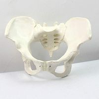 LXX Adult Female Pelvic Anatomical Model- Human Bone Model Model Female Pelvis Model -PVC Human Pelvic Anatomical Model -for Medical Educational Training Aid,Gynecology Study