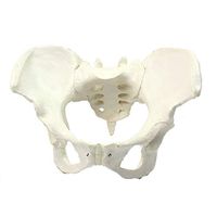 LXX Anatomical Adult Female Pelvis - Human Bone Model Model Female Pelvis Model - Medical Skeleton Decoration Statue