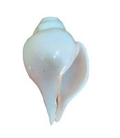 IndianStore4All Certified Blowing Shank With Stand 5 to 5.5 Inches approx