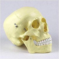 LXX Human Adult Skull Anatomical Model -Scientific Painted Life Size Skull Model Include Removable Skull Cap and Full Set of Teeth - for Medical Educational Training Aid
