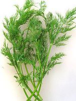 Dill Weed, Cut&Sifted - Wildcrafted - Anethum graveolens (454g = One Pound) Brand: Herbies Herbs