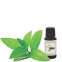 .5 fl oz, Peppermint Oil Essential Oil for Diffusion and Has Been Known To Help Reduce Stress and Fatigue