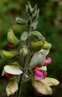 Goat's Rue Leaf, Cut&Sifted - Wildcrafted - Galega officinalis (454g = One Pound) Brand: Herbies Herbs